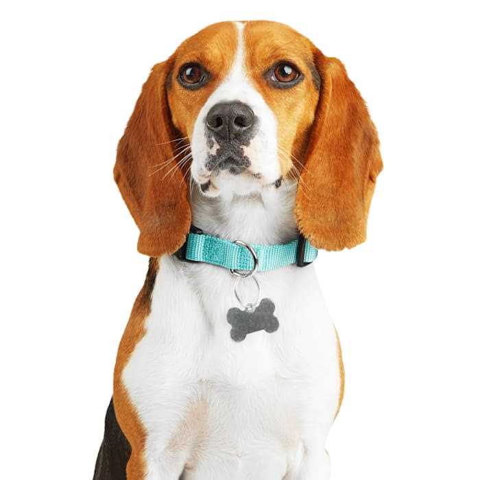 Adjustable Dog Collar B3029