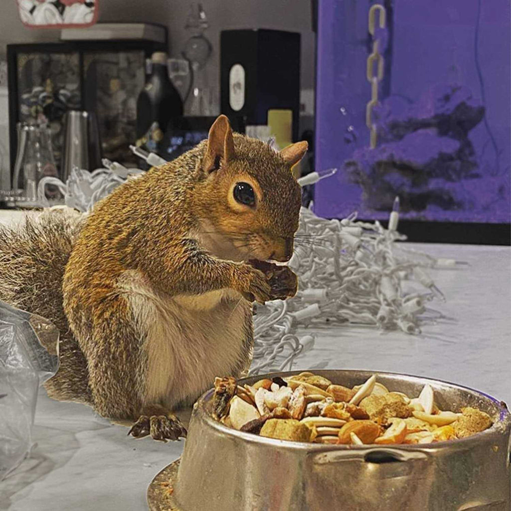 Complete Squirrel Food N832062