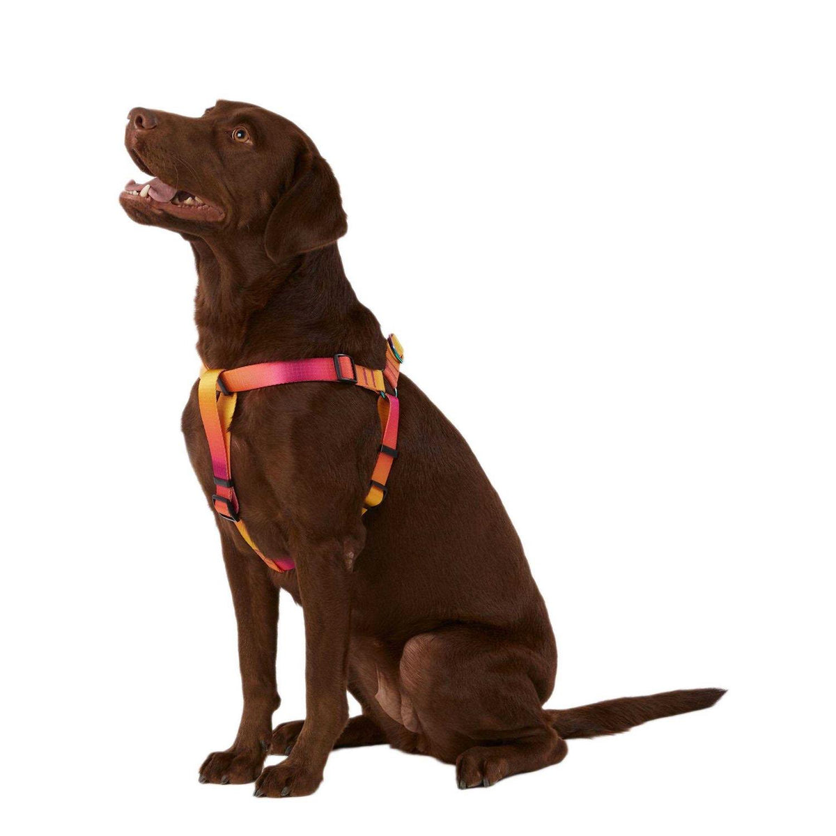 Yellow & Pink Ombre Dog Harness A435100