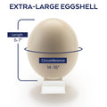 Ostrich Eggshells R854634