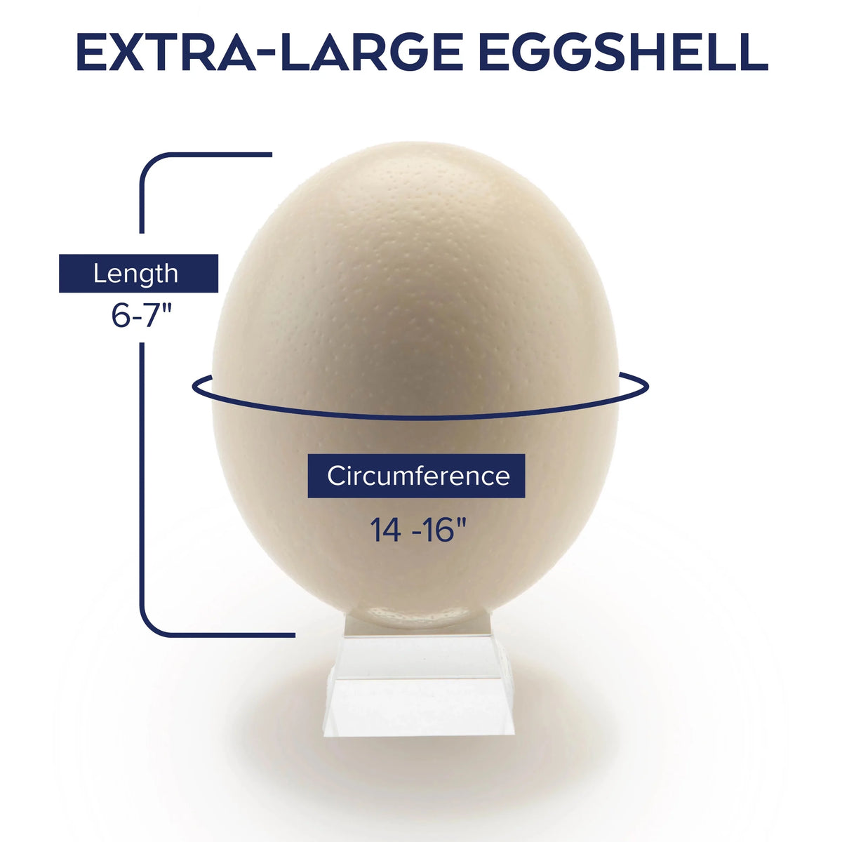 Ostrich Eggshells R854634
