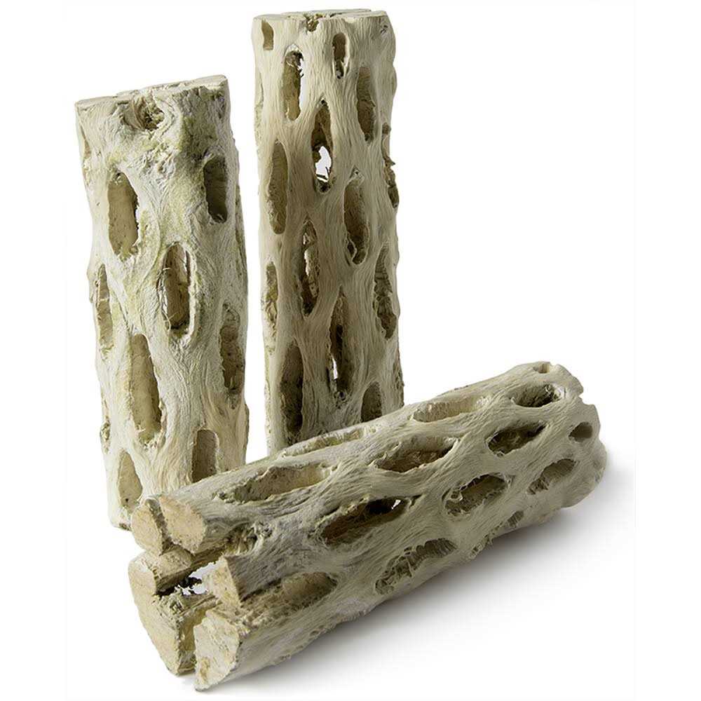 Cholla Wood J109603