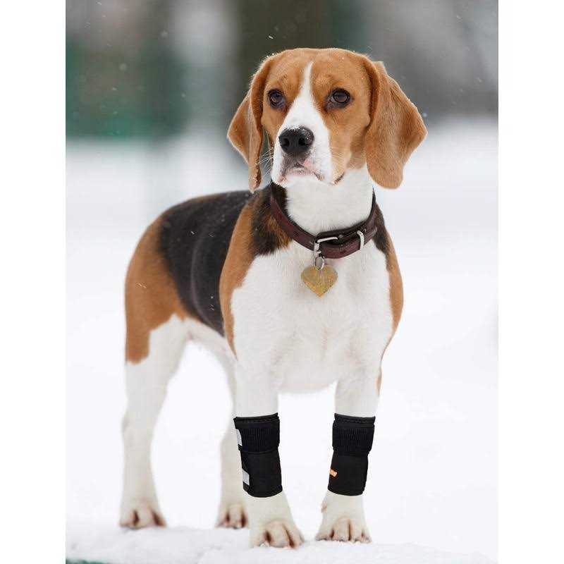 Dog Front Leg Braces and Support I783120