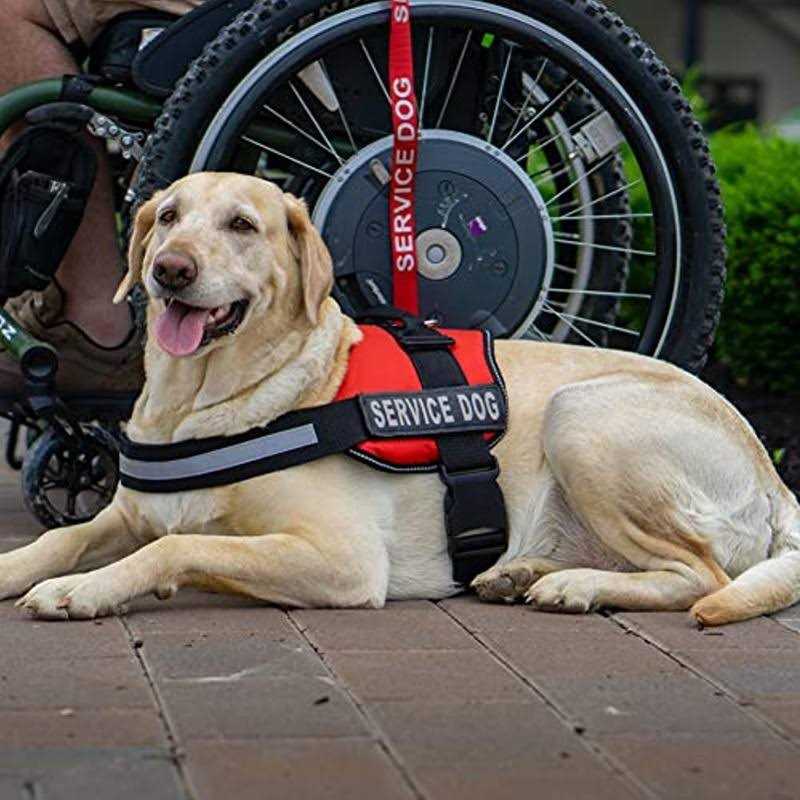 Reflective Emotional Support Dog Leash Wrap with Neoprene Handle K34403