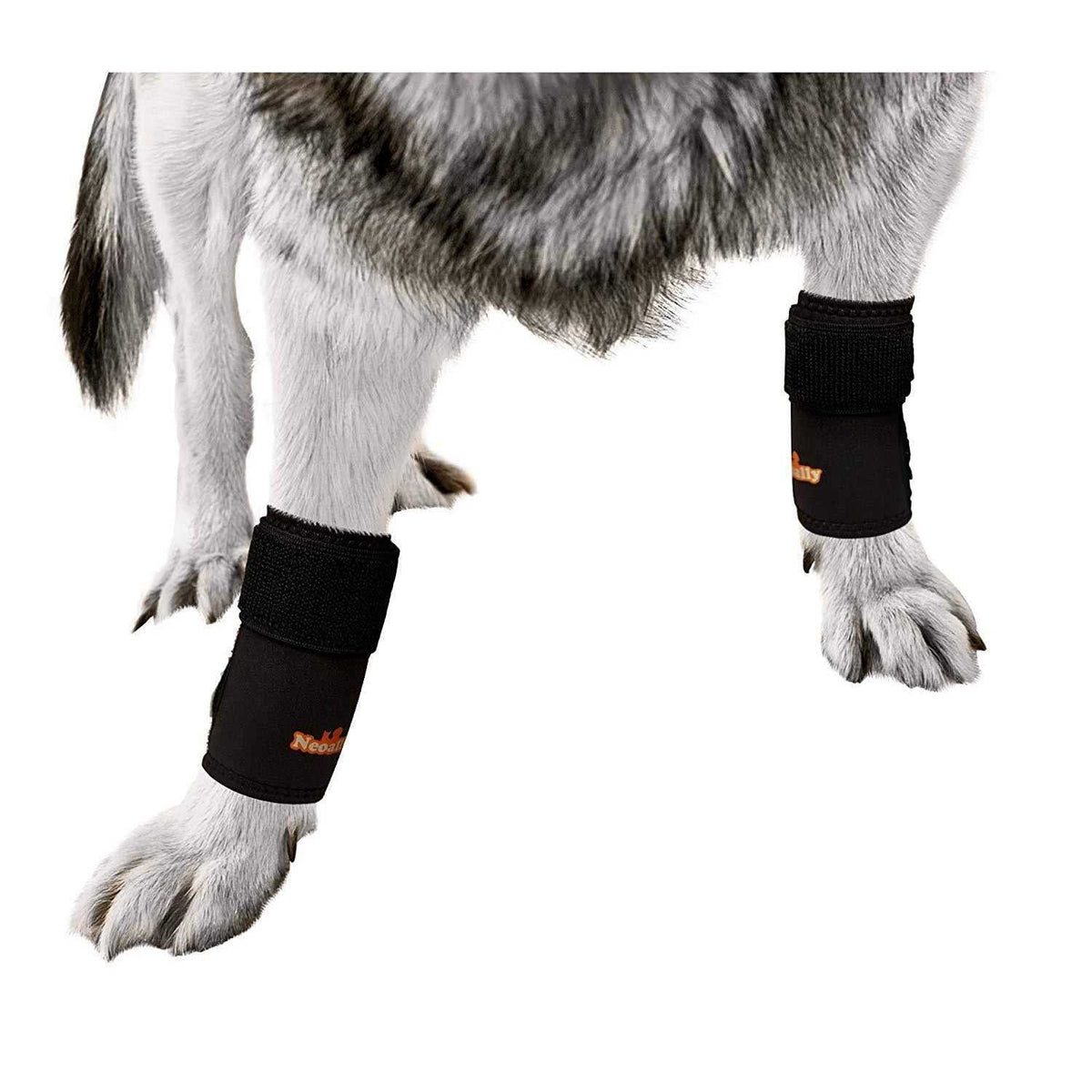 Dog Front Leg Braces and Support I783120