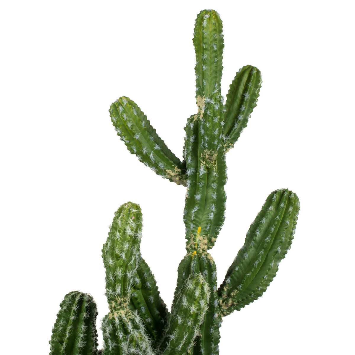 Green Potted Cactus Y929796