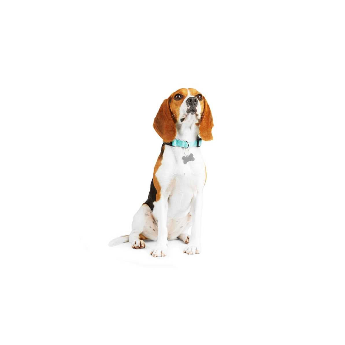 Adjustable Dog Collar B3029