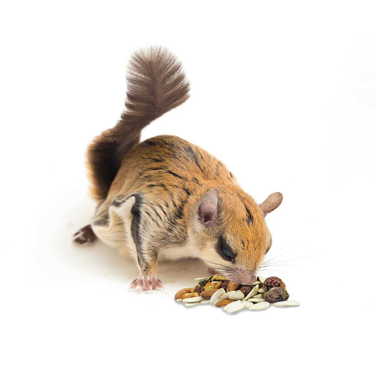 Complete Squirrel Food N832062