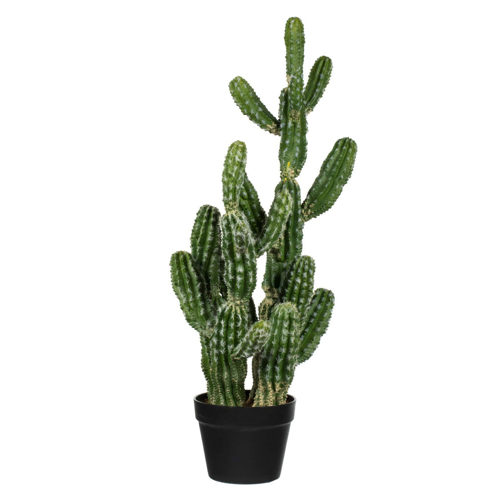 Green Potted Cactus Y929796