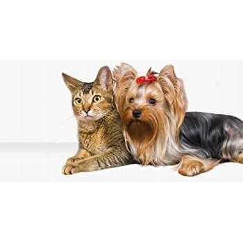 2-in-1 Pet Hair Dryer with Slicker Brush B547