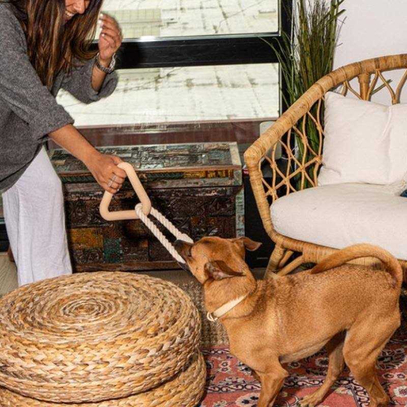 Triangle Tug Dog Toy X17930