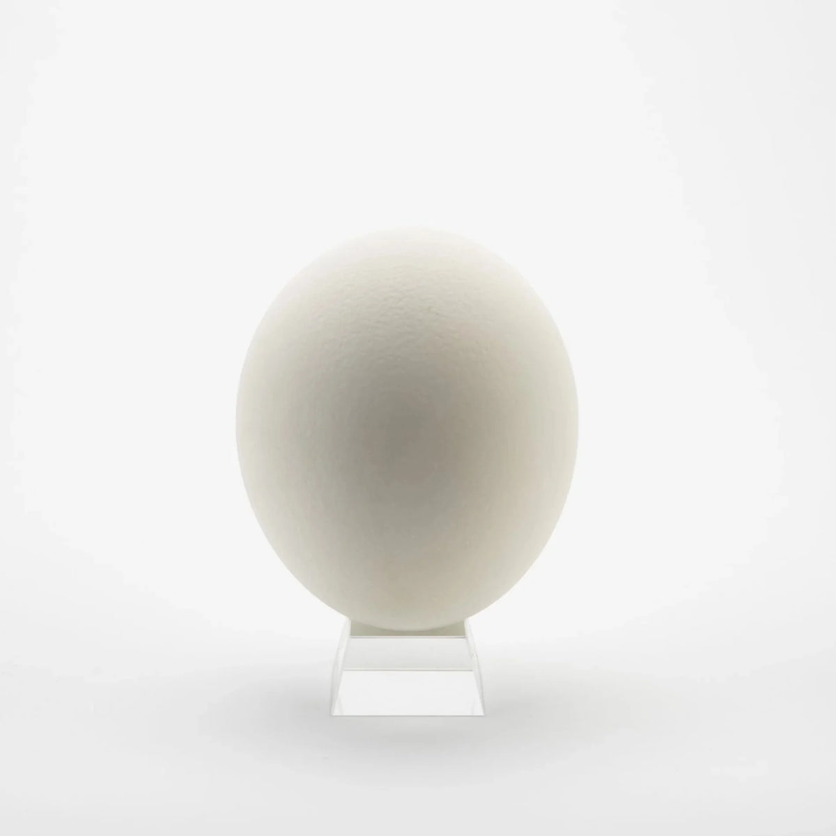 Ostrich Eggshells R854634