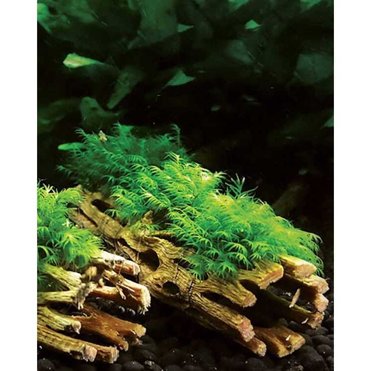 Cholla Wood J109603