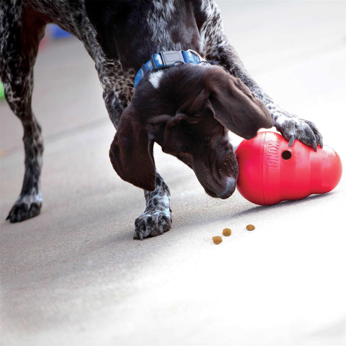 Dog Toy W762820